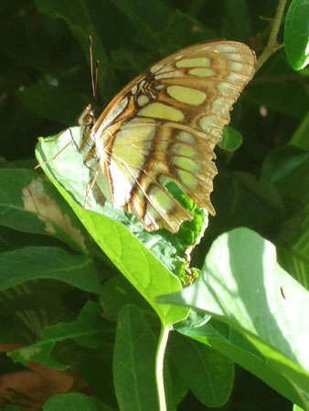 metterling2_charco_verde_ometepe_nic