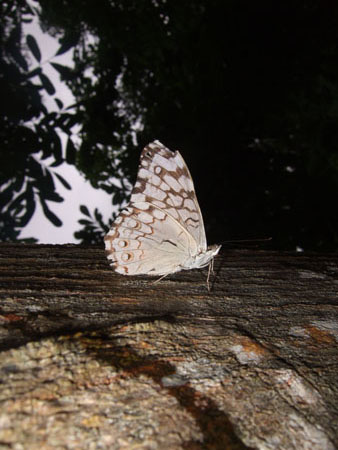 metterling4_charco_verde_ometepe_nic