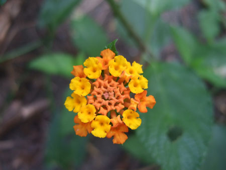 zauberblume_charco_verde_ometepe_nic