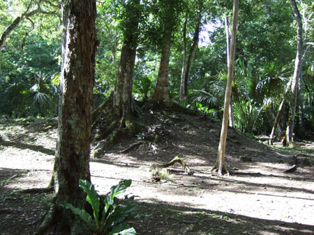 aufgeraeumter_urwald_flores_tikal_guat