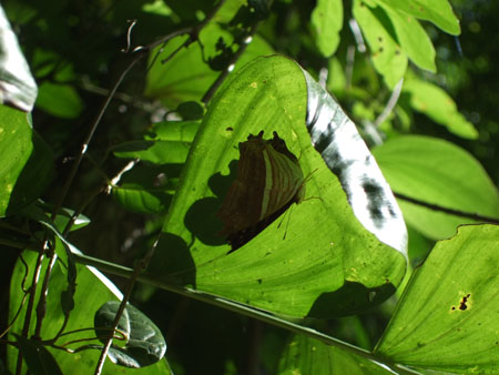 sonnenschirm_flores_tikal_guat