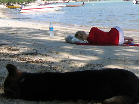 hund_anne_siesta_koh_tao1