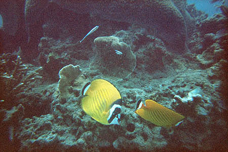 fische2_kohtao