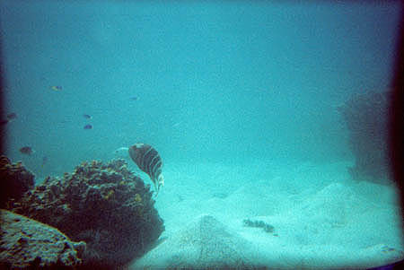 fische4_kohtao