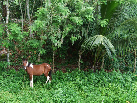 pferdepalme_bus_nach_la_ceiba_hondu