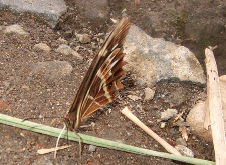 schmetterling01_sanjose