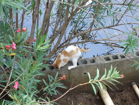 woistderleguan_utila_hondu