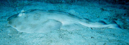 electric_ray1_tauchen_utila_belize