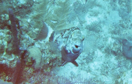 fisch05_tauchen_utila_belize