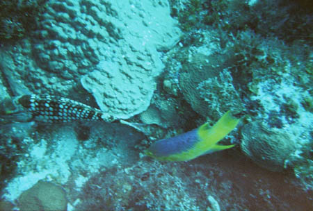 fisch06_tauchen_utila_belize