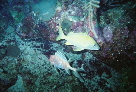 fisch15_tauchen_utila_belize