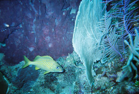 fisch_koralle_tauchen_utila_belize