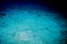 electric_ray2_tauchen_utila_belize