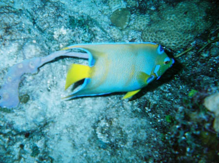 queen_angel_fish_tauchen_utila_belize