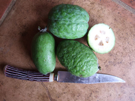 feijoas_wwoof1_kaikohe