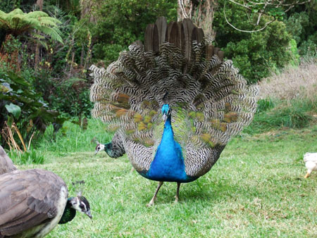 waimamaku_beach_pfau_wwoof1_kaikohe.jpg