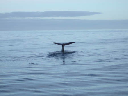 07winkewinke1_whalewatch_nz