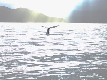 abtauchen3_whalewatch_nz