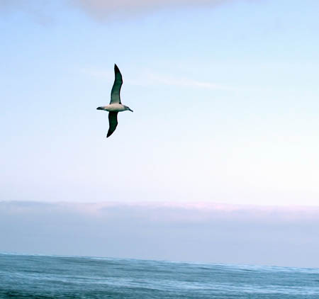 albatros_whalewatch_nz