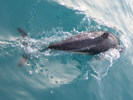 flipper2_whalewatch_nz