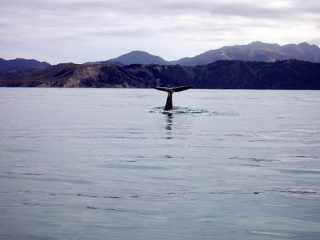 flossenschlag2_whalewatch_nz