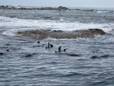 seerobbenkolonie1_whalewatch_nz