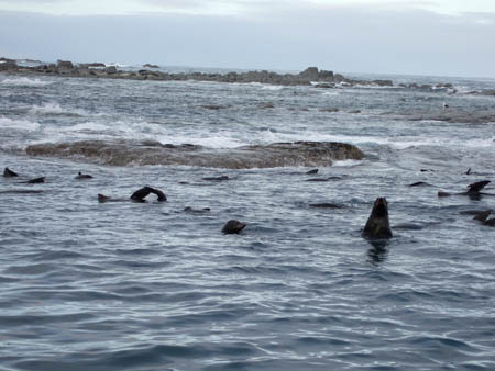 seerobbenkolonie2_whalewatch_nz