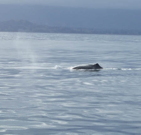 spermwhale_manu1_whalewatch_nz